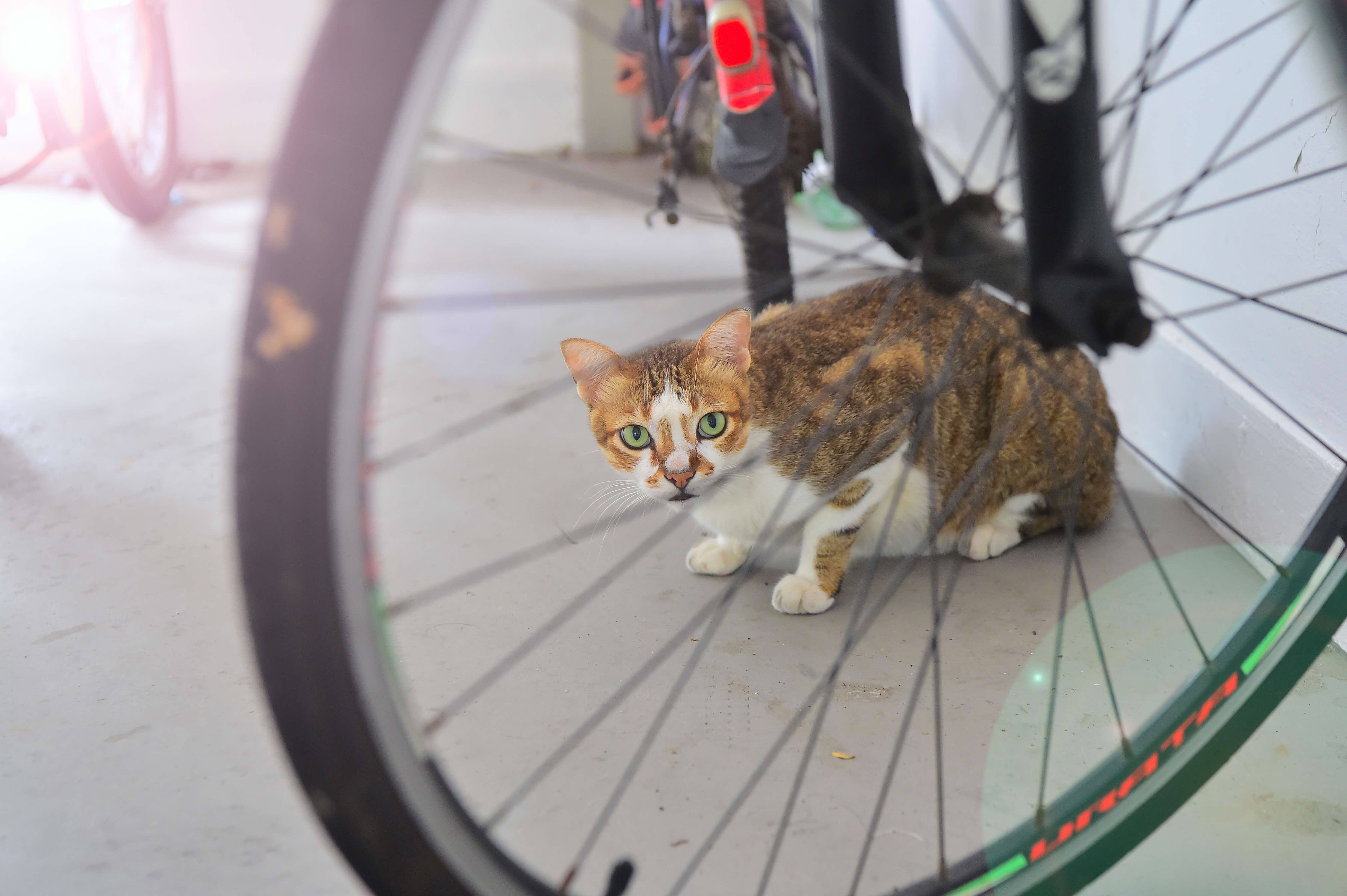 A photograph of a community cat perching behind the spokes of a bicycle